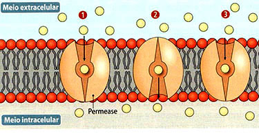 Transporte de membrana  Difus%C3%A3o-facilitada