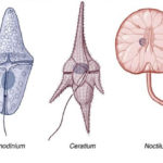 Dinoflagelados