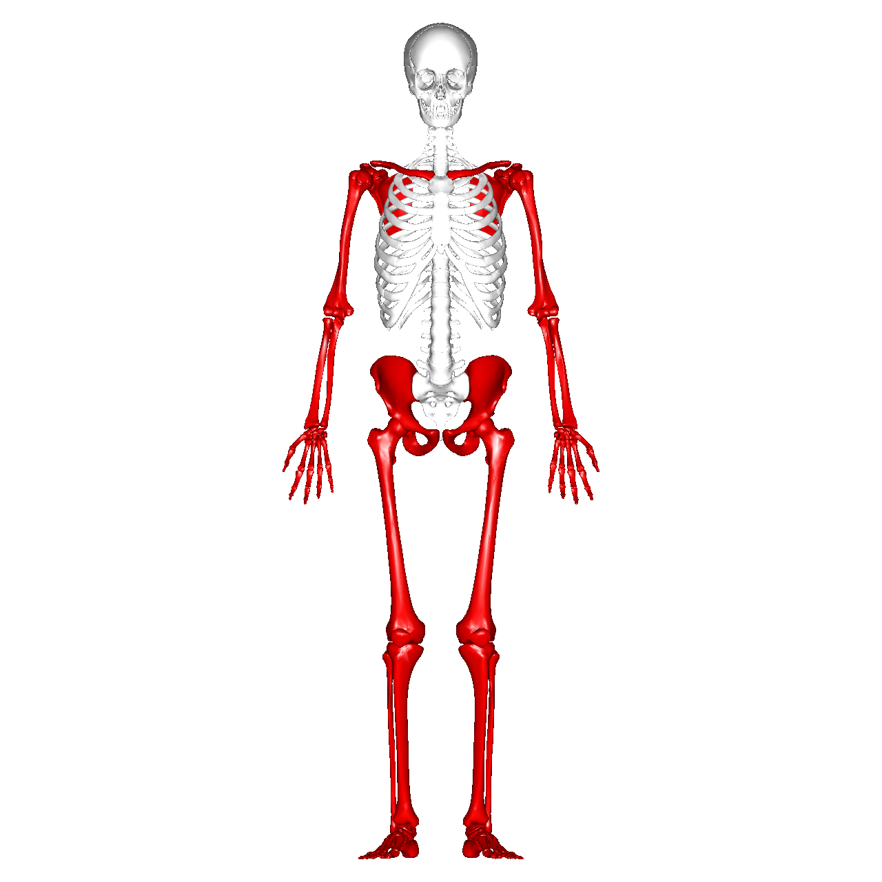 Esqueleto apendicular Ossos dos membros superiores e