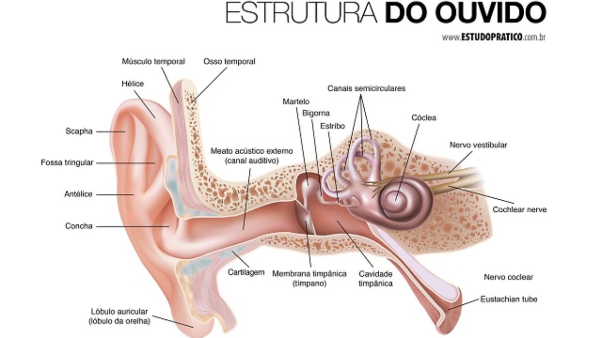 Estrutura do ouvido