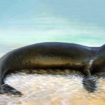 Foca-monge-do-caribe