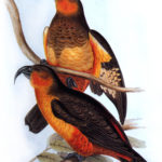 Norfolk Kaka