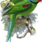 Periquito-das-Seychelles