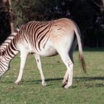 Quagga