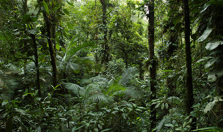 Reino Plantae - Floresta tropical (Parque Estadual Carlos Botelho)