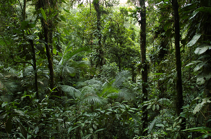 Reino Plantae - Floresta tropical (Parque Estadual Carlos Botelho)