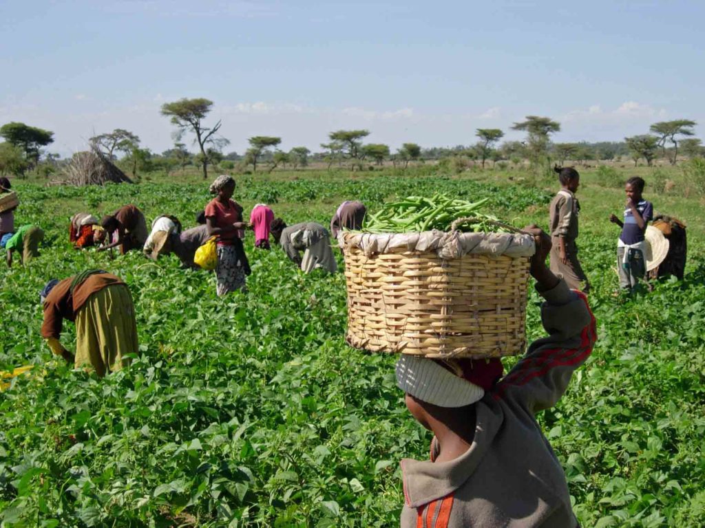 agricultura na África