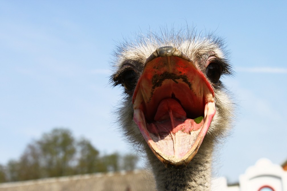 Animal com A