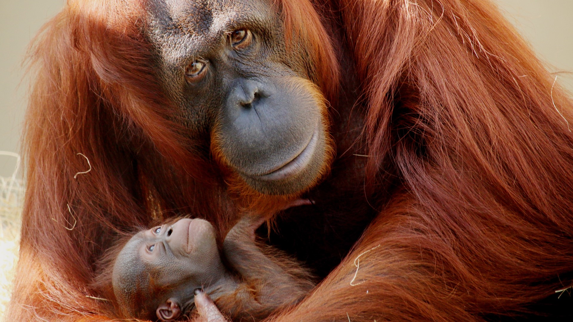 animal com o - orangotango