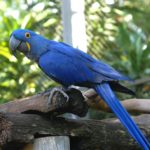arara azul pequena