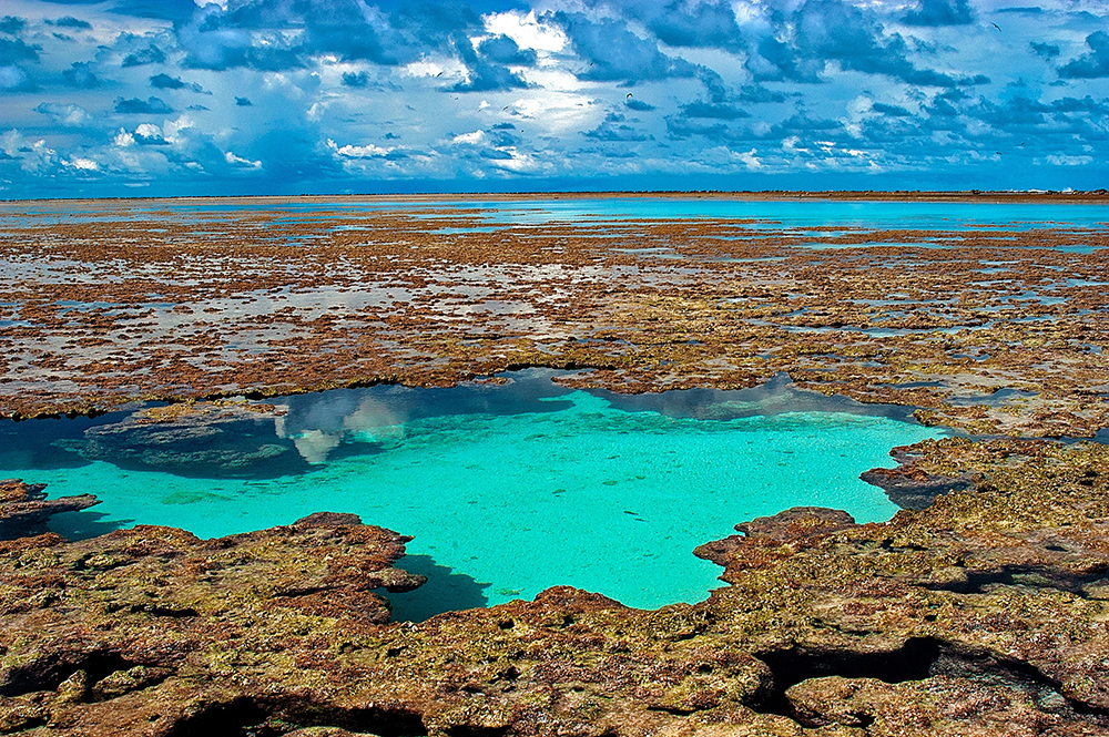 Colônias - Recife de corais na Reserva Biológica do Atol das Rocas em Fernando de Noronha