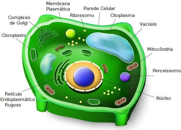 Célula Vegetal - estrutura anatômica