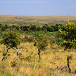 Cerrado – Tocantins