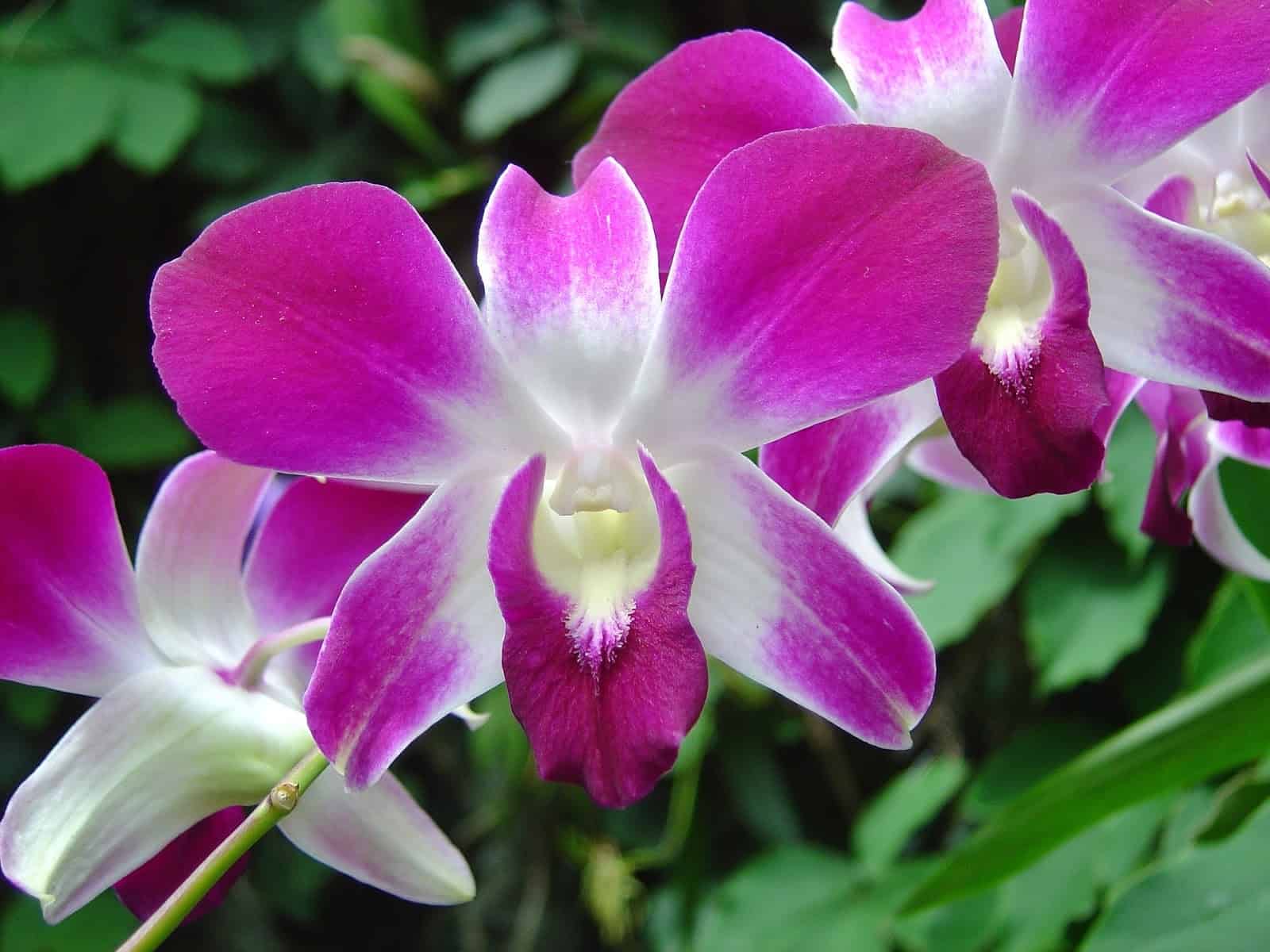 Comensalismo - Orquídea Epífita