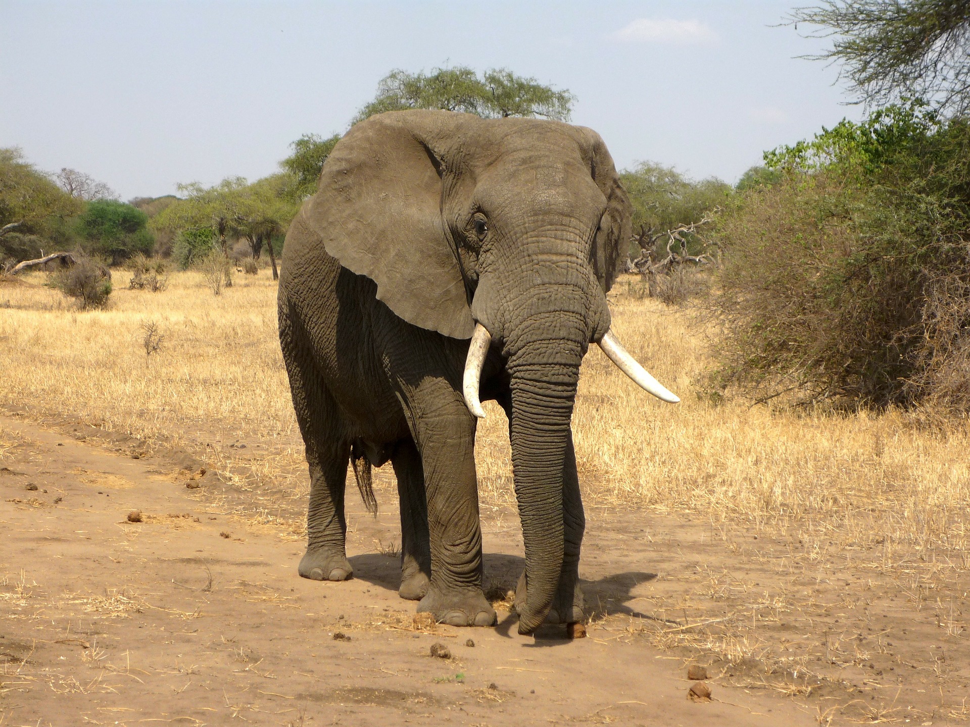 Animal com E - Elefante