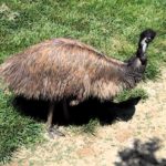 emu negro