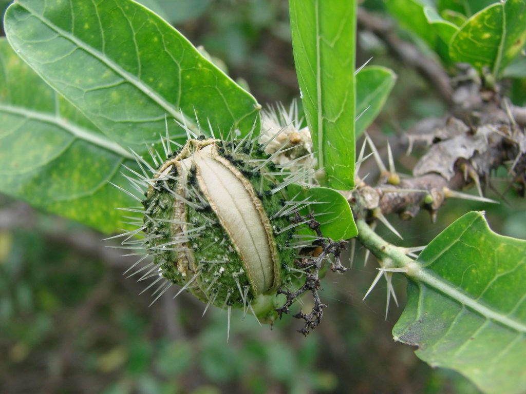 Faveleira (Cnidoscolus phyllacanthus)