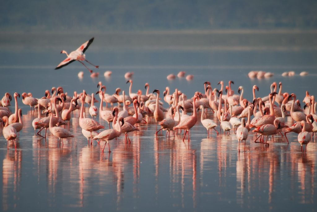 Animal com F - Flamingo