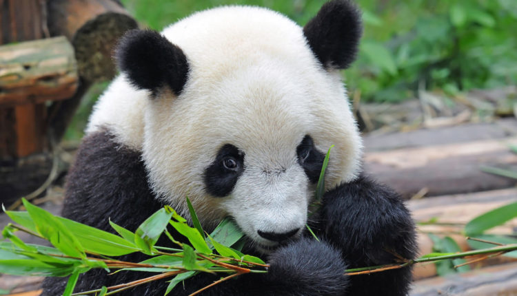 Herbivoria - Panda comendo bambu