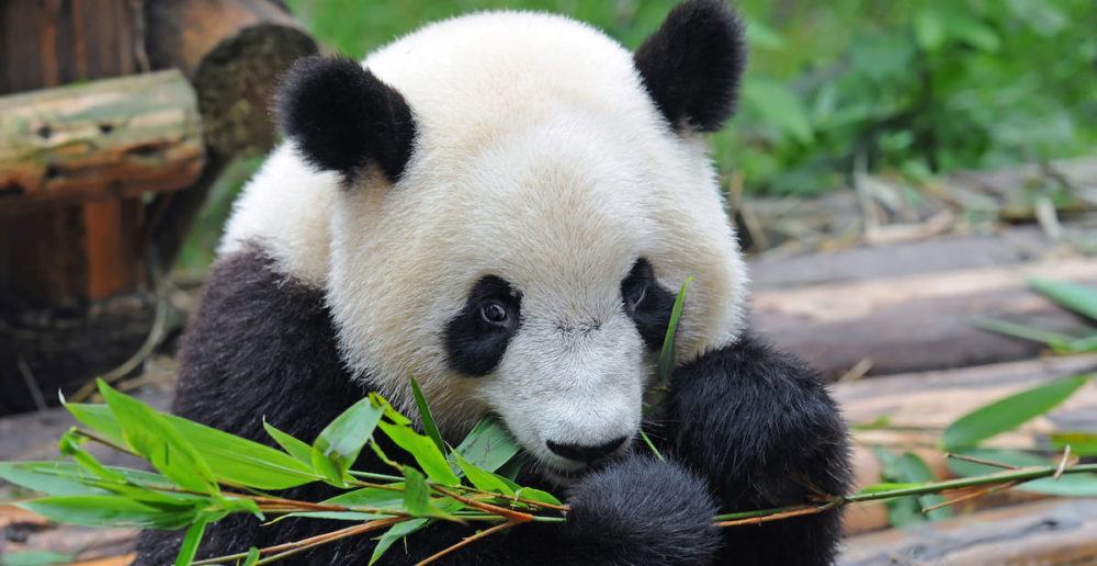 Herbivoria - Panda comendo bambu