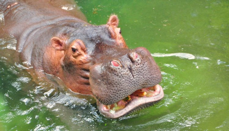 Animal com H - hipopótamo
