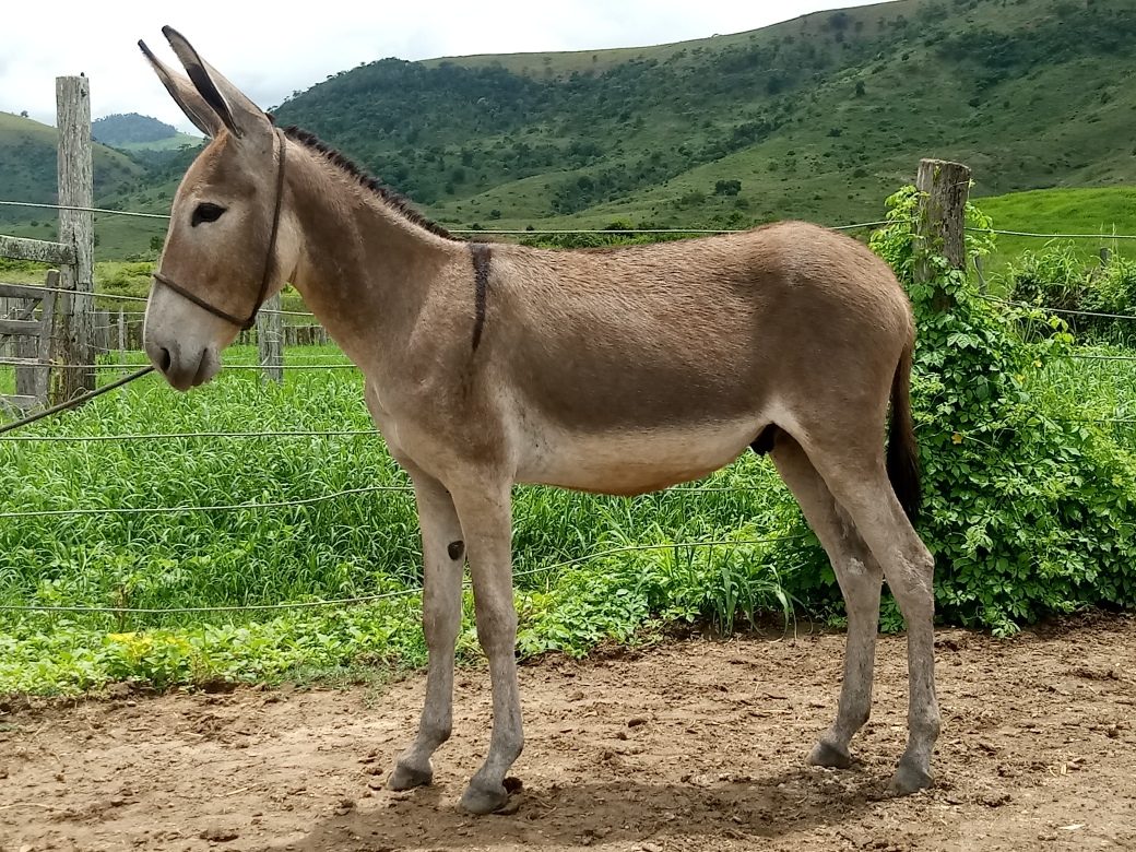 Animal com J jegue - Escola Educação