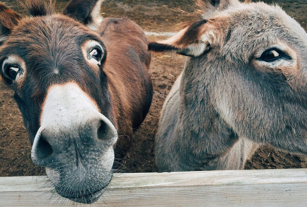 Animal com J - Lista de animais que começam com a letra J