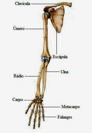 Esqueleto Apendicular - Ossos Membros Superiores