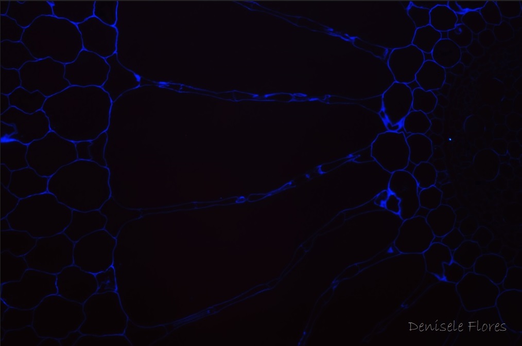 Célula Vegetal - Paredes celulares da raiz de Pistia stratiotes coradas com calcoflúor (por isso a coloração azul) e vista em microscópio óptico usando fluorescência. (Imagem: Denisele Flores)