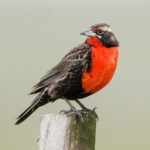 peito vermelho grande