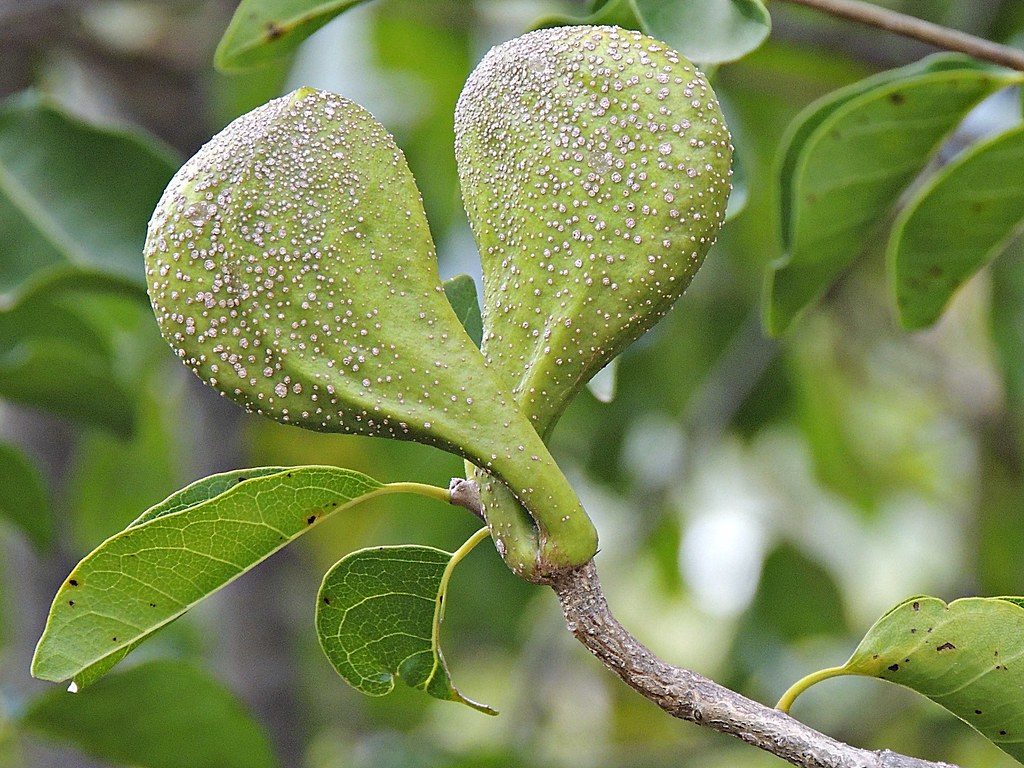 Pereiro (Aspidosperma Pyrifolium)