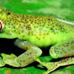 perereca verde