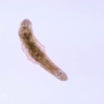 planaria