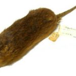 rato de noronha