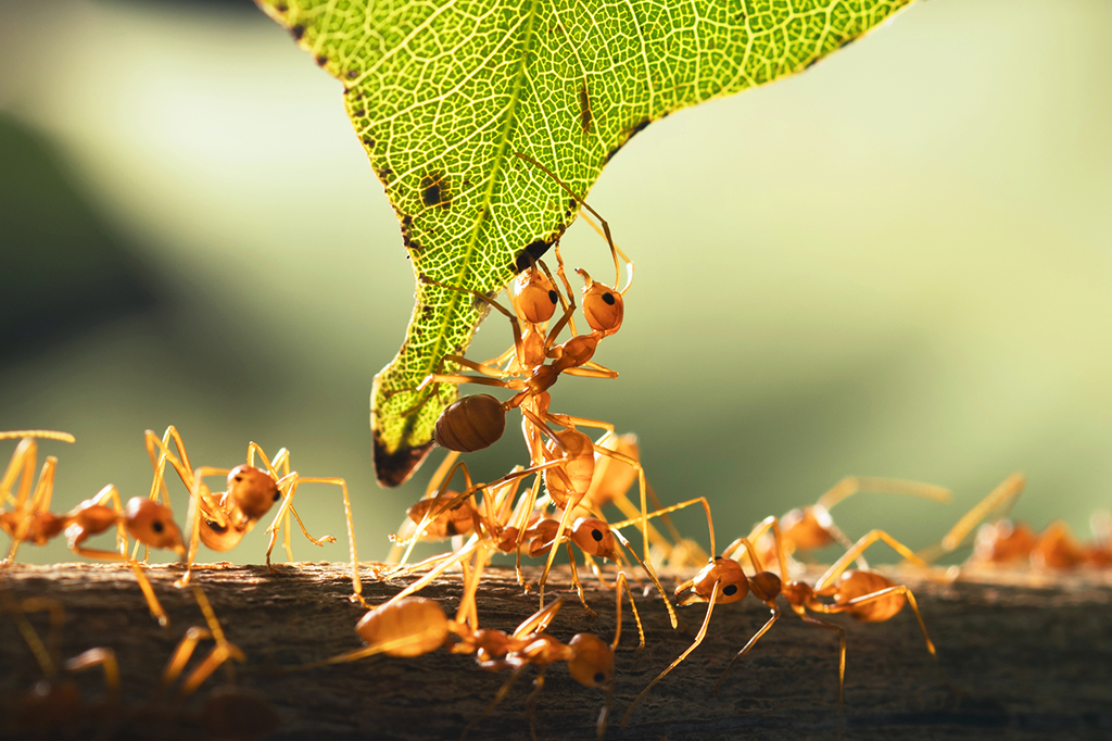 Relações ecológicas - Sociedade de formigas