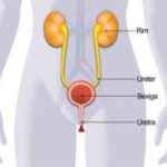 Sistemas do corpo humano: sistema excretor ou urinário