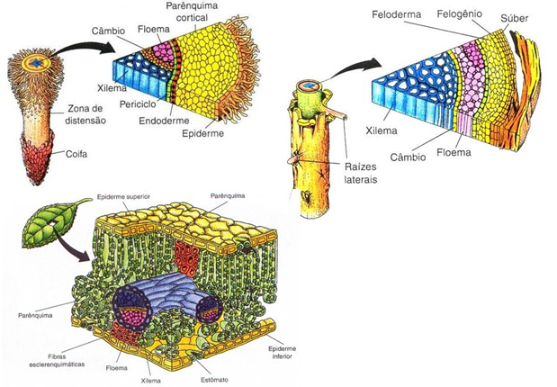 Mapa mental sobre Histologia Vegetal Baixe grátis em PDF