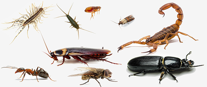 Tipos de insetos
