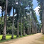 Caule – Estipe – Palmeiras Imperiais do Jardim Botânico do Rio de Janeiro.