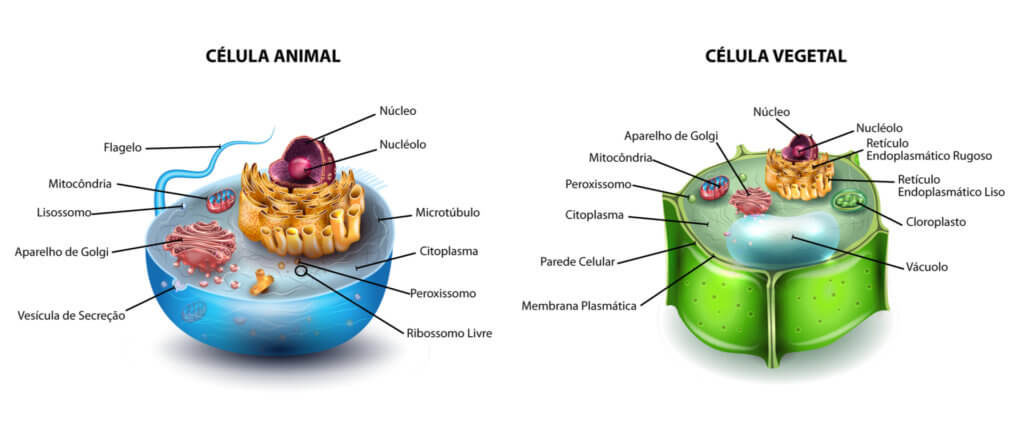 Diferenças entre célula animal e célula vegetal