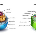 Diferenças entre célula animal e célula vegetal
