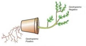 Geotropismo - O que é, características, auxina, positivo e negativo