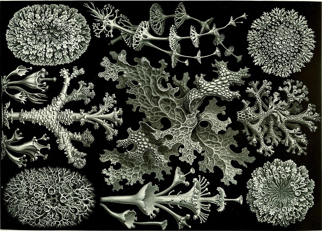 Líquens (Desenhos de Haeckel, 1904)