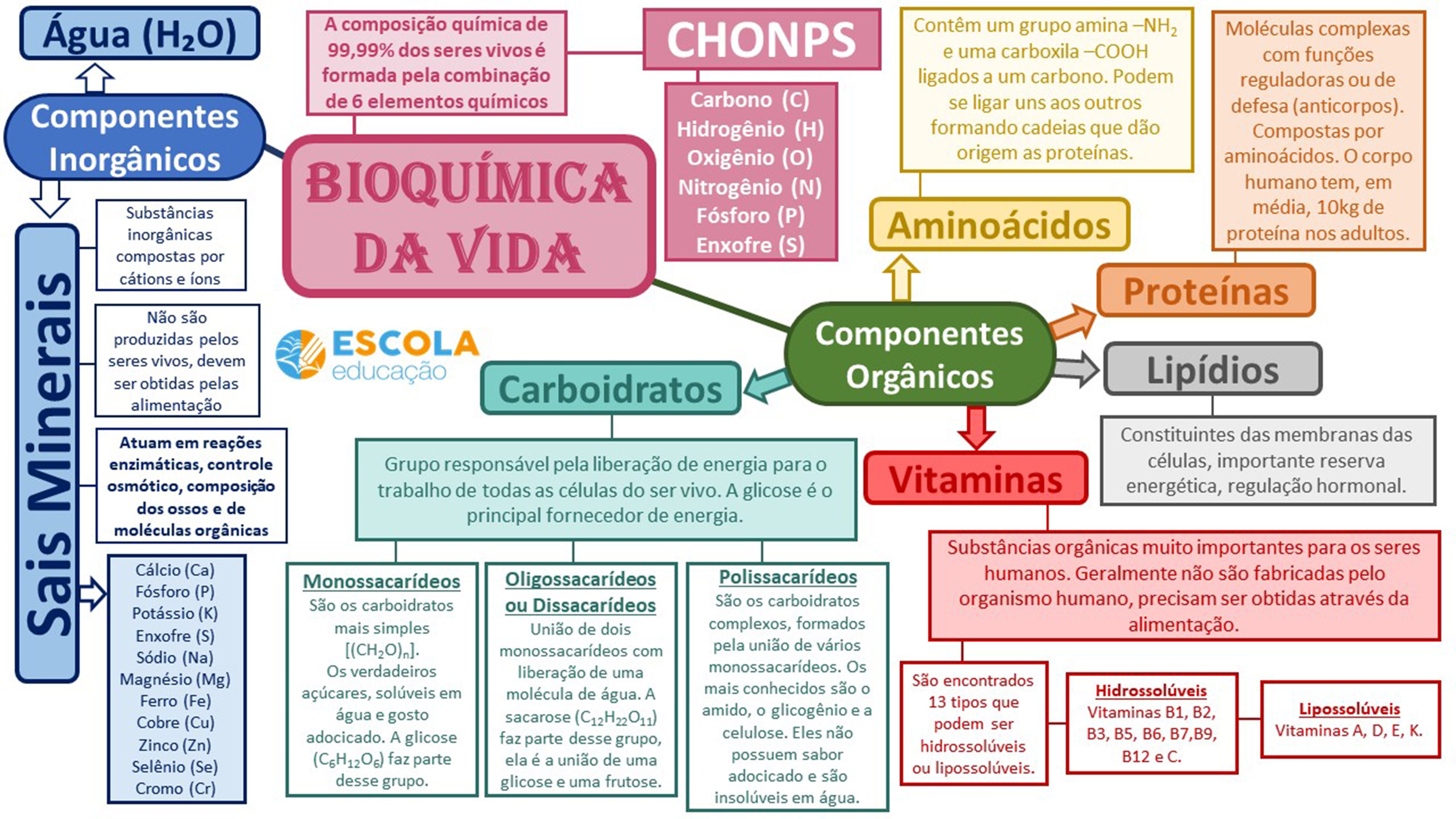 Bioquímica da vida Mapa mental, carboidratos, proteínas