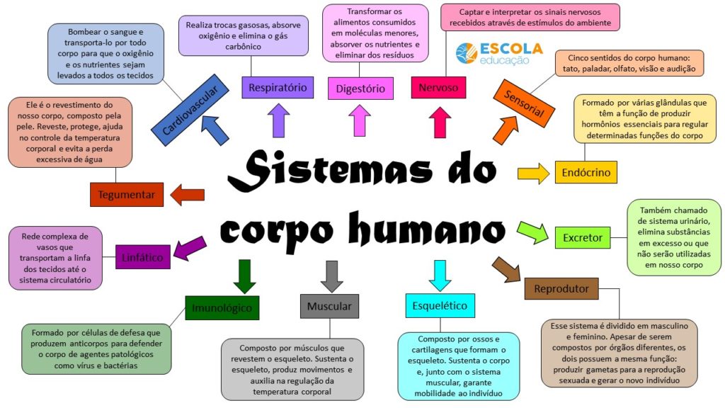 Mapa mental sobre sistemas do corpo humano
