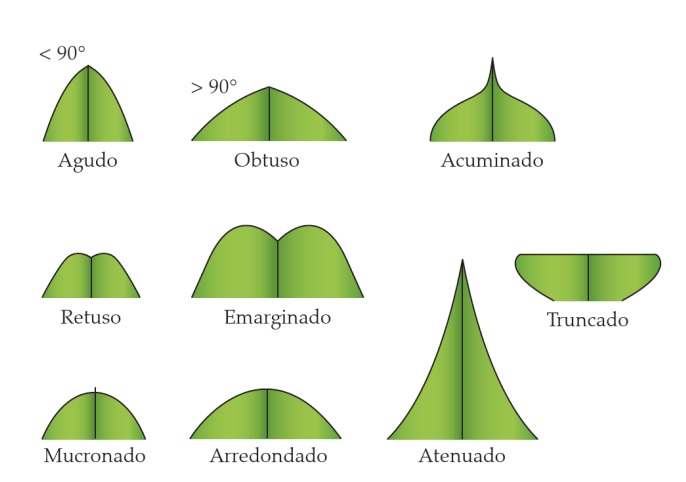 Classificação de folhas - Tipos de ápice (Imagem retirada do livro Sistemática Vegetal 3 ed Um Enfoque Filogenético)