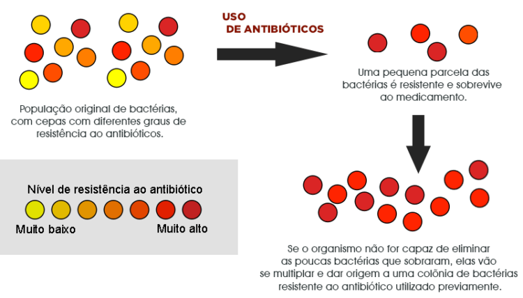 Seleção natural - bactérias resistentes a antibióticos