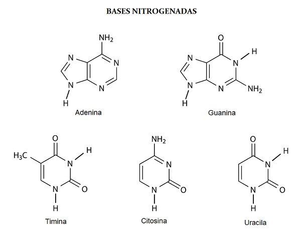 Estrutura das bases nitrogenadas