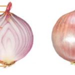Caule – Bulbo em cebola