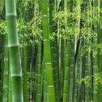 Caule – Colmo oco de bambu